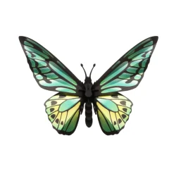 Trophée Origami Papillon Birdwing - Vert